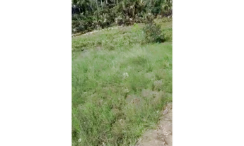 Imagem 5: 220 Alqs Planta Toda Córregos Chapadão Plana Amarelo e Preto Dianópolis TO