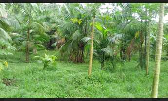 Imagem 2: R$250.000 Terra em Marapanim-Pará com 70 hectares documentada