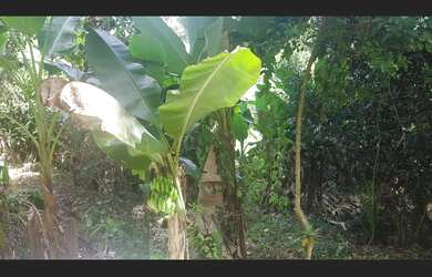 Imagem 6: Terreno na Manoel da Nobréga em Itariri