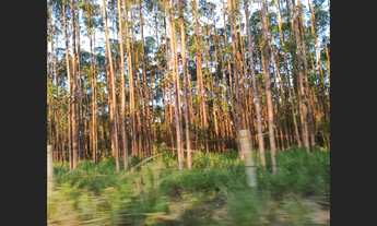 Imagem 7: Fazenda de 165 ha 3m Caetanopolis