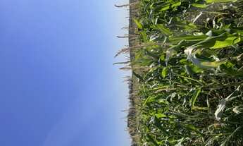 Imagem 3: Sítio à venda Fazenda / sítio com venda por R$510.000