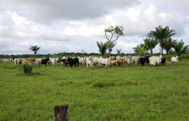 Imagem 4: Fazenda 11.945 hectares no Maranhão pronta dupla aptidão