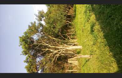 Imagem 6: Casa barbada. Capão do leão