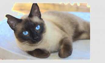 Imagem: Casa a venda em canto do buriti