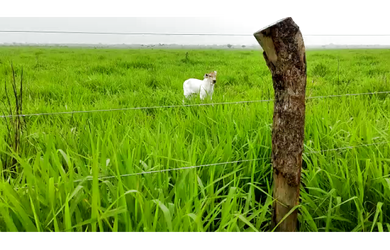 Imagem 4: 370 Alqs Aberta ja Foi lavoura Região Nova Olinda TO