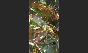 Imagem 4: Fazenda de 100 há em Simonesia MG