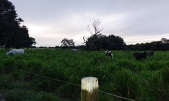 Imagem 3: R$800 mil fazendola 52 hectares a 20 km de Castanhal PA documentada