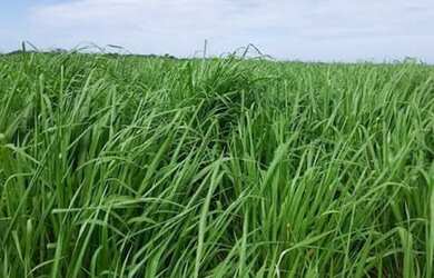 Imagem 7: Fazenda 900 alqueires dupla aptidão no Pará documentada R$27 milhões