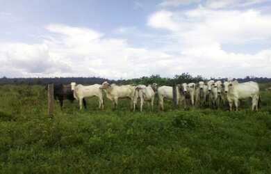 Imagem 5: Fazenda 1400 hectares a 250 km de Belém-PA porteira fechada com gado
