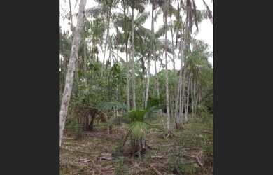 Imagem 3: R$270 mil sítio 43.3 hectares em Terra Alta c/ plantação de açaí, cupuaçu, limão