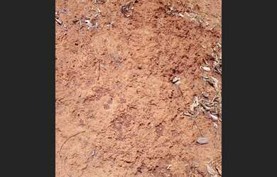 Imagem 6: 600 Alqs Arrendamento Disponivel Pra Soja Região Peixe TO