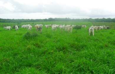 Imagem 8: R$7 milhões fazenda 650 hectares a 80 km de Castanhal pronta