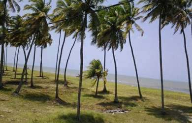 Imagem 7: PITIMBU-PB – MINI CHÁCARA NA PRAIA DE PONTA DE COQUEIRO