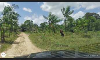 Imagem 5: 29 hectares no Taua toda documentada porteira fechada R$300 mil