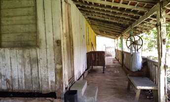 Imagem 6: Açaizal a 30 km de Castanhal por 500 mil reais 100 hectares, uns 15 mil pés de açaí