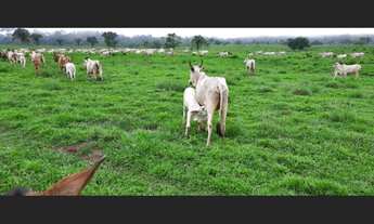 Imagem 2: Fazenda - à venda - 5.000ha- Sena Madureira-AC