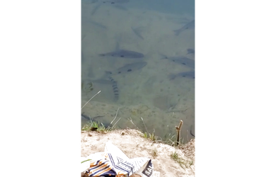 Imagem 2: 500 Alqs Ótima Água Terra e Logística Região Taipas TO