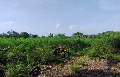 Imagem 7: Sítio com 72 hectares fica sentido Capanema por R$210 mil