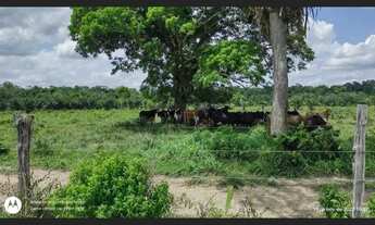 Imagem 3: 200 Hectares pronta e documentada fica no sentido Capanema