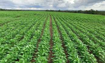 Imagem 5: 234 Alqs Plantado Soja Córregos Região Araguaina TO