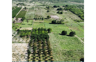 Imagem 7: Excelente sítio disponível para venda com 7 hectares em São Benedito!