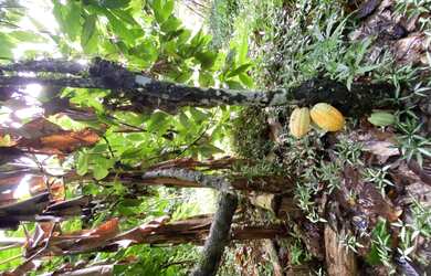 Imagem 2: Vendo Sítio em Ilheus-Ba