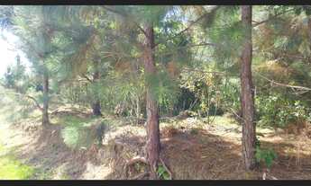 Imagem 3: Fazenda à Venda 488,86 hectares Aptidão para Reflorestamento em Rio do Campo SC