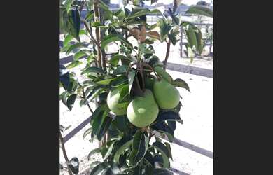 Imagem 3: Lindo Sítio/Chácara/Casa a Venda na Chapada Diamantina