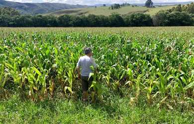 Imagem 11: VENDO FAZENDA (392he)-MINAS GERAIS