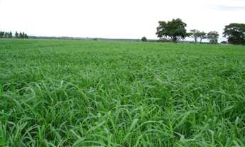 Imagem 3: Fazenda pronta de 266 Alqueires no Pará região de Belém com 2 galpões e 2 casas