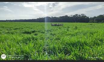 Imagem 5: 17 alqueires com 15 abertos pronta fica a 30 km de Castanhal-PA por R$1.300.000