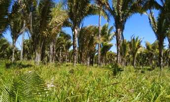 Imagem 4: Terreno com pastagem urgente