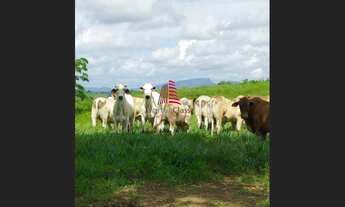Imagem 3: Fazenda p/gado c/ 1.000 tarefas, em Nossa Senhora das Dores por R$ 10 mil reais a tarefa!