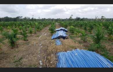 Imagem 7: Fazenda 11.945 hectares no Maranhão pronta dupla aptidão