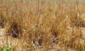 Imagem 6: 714 Alqs Pra Soja Bruta Região Tuntum MA