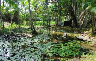 Imagem 2: Fazenda 18 hectares a 30 km de Castanhal com pasto e açaizal R$150 mil