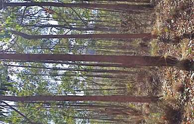 Imagem 5: Terreno de 34 há na região de Barbacena mg
