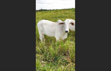 Imagem 2: Fazenda 900 alqueires dupla aptidão no Pará documentada R$27 milhões