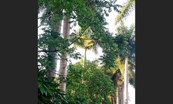 Imagem 2: Sitio produtivo Fazenda / sítio com venda por R$500.000