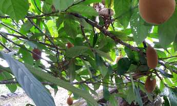 Imagem 2: Terreno em Pacaraima