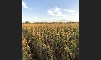 Imagem 2: 135 Alqs Com Soja Ótima Logística Região Barra do Ouro TO