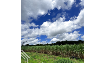 Imagem 3: TERRENO DE 7,4H PRÓXIMO A CE 187 EXCELENTE PARA AGRICULTURA