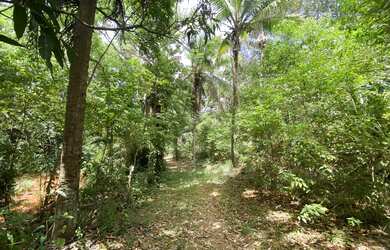 Imagem 5: Sítio no cassange