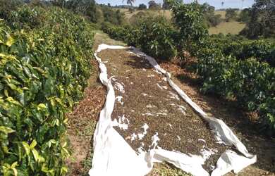 Imagem 5: Sítio de 1 Alqueire Formado em Café e abacate no Sul de Minas Gerais