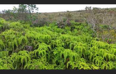 Imagem 4: Três hectares de paz e beleza na Serra do Intendente, com nascentes
