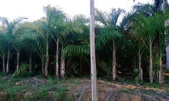 Imagem 3: Sitio produtivo Fazenda / sítio com venda por R$500.000