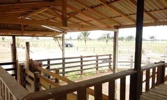 Imagem 6: 175 hectres no Pará prontos por 780 mil reais