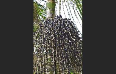 Imagem 6: Fazenda com 575 hectares de mata documentada no Pará por R$1,2 milhões