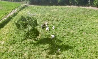 Imagem 7: Fazenda em Mata de São joao