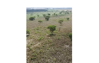 Imagem 3: 270 Alqs Arrendamento Disponivel Pra Soja Marianópolis TO